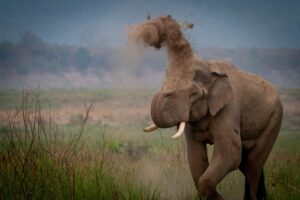world elephant day लाखों बच्चे बनेंगे विश्व हाथी दिवस पर हाथी संरक्षण के दूत, तमिलनाडु की अनूठी पहल
