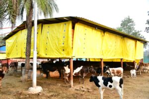 ठंड से बचाव के लिए निगम ने  गौशाला में लगाए तिरपाल