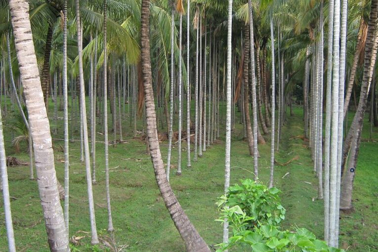 देशभर में पर्यावरण संरक्षण और वृक्षारोपण अभियान को मिली नई गति, मानसून के दौरान करोड़ों पौधे लगाने का लक्ष्य