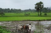 किसानों के लिए मौसम विभाग की नई एडवाइजरी जारी, खरीफ फसलों की सुरक्षा पर विशेष जोर