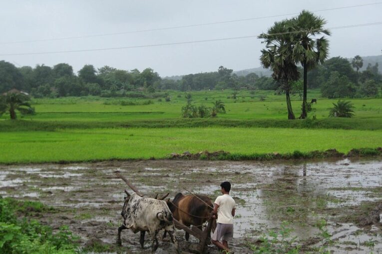 किसानों के लिए मौसम विभाग की नई एडवाइजरी जारी, खरीफ फसलों की सुरक्षा पर विशेष जोर