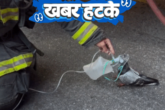 खबर हटके- भूतिया घर खरीदने की होड़:कबूतर की जान बचाने के लिए लगाया ऑक्सीजन मास्क; दुनिया की पहली फ्री-स्टाइल रोबोट फाइट