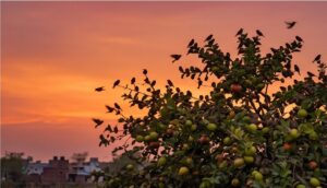 #sparrows & weaver-bird  क्या सिर्फ़ तस्वीरों में रह जाएँगे हमारे अपने परिंदे ?