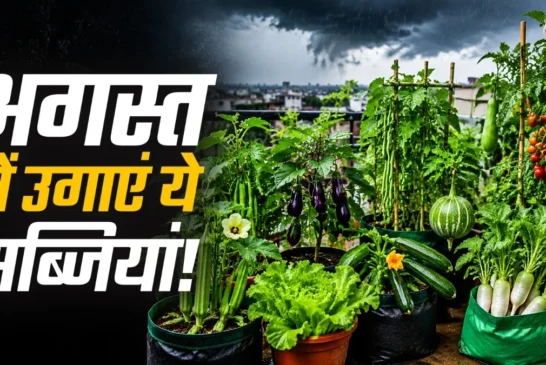अहम: अगस्त में गमले में लगाएं ये 8 सब्जियां 30 दिन में मि...
