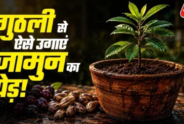 अहम: जामुन की गुठली से गमले में ऐसे उगाएं पौधा बेहद आसान ...