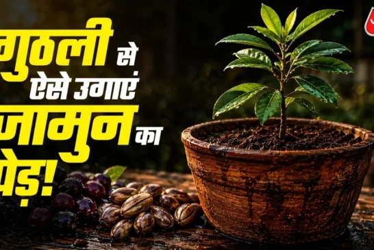 अहम: जामुन की गुठली से गमले में ऐसे उगाएं पौधा बेहद आसान ...