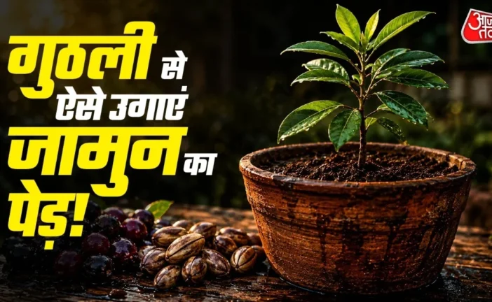 अहम: जामुन की गुठली से गमले में ऐसे उगाएं पौधा बेहद आसान ...