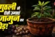 अहम: जामुन की गुठली से गमले में ऐसे उगाएं पौधा बेहद आसान ...