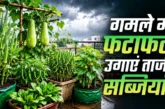 अहम: बारिश में लगाएं 6 सब्जियां कम मेहनत में लद जाएंगे पौधे