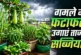 अहम: बारिश में लगाएं 6 सब्जियां कम मेहनत में लद जाएंगे पौधे