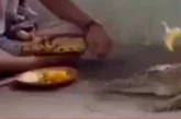 अहम: मगरमच्छ को वरुण देव का वाहन मानकर पूजा VIDEO वायरल