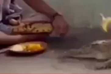 अहम: मगरमच्छ को वरुण देव का वाहन मानकर पूजा VIDEO वायरल