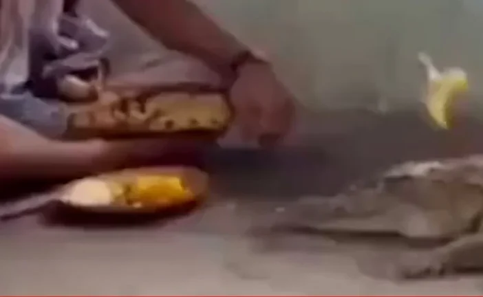 अहम: मगरमच्छ को वरुण देव का वाहन मानकर पूजा VIDEO वायरल