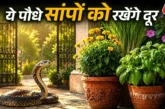 अहम: सांप को घर से दूर रखते हैं ये खुशबूदार पौधे तुरंत गा...