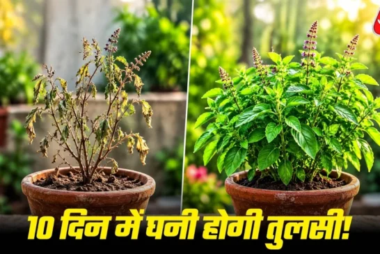 ताजा: 10 दिनों में घना हो जाएगा तुलसी का छोटा सा पौधा बस ...