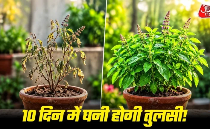 ताजा: 10 दिनों में घना हो जाएगा तुलसी का छोटा सा पौधा बस ...