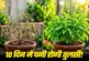 ताजा: 10 दिनों में घना हो जाएगा तुलसी का छोटा सा पौधा बस ...