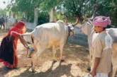 ताजा: UP अब गोमूत्र से भी होगी कमाई 10 रुपए लीटर खरीदा जा...