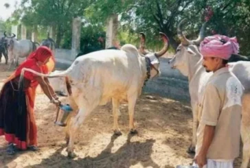 ताजा: UP अब गोमूत्र से भी होगी कमाई 10 रुपए लीटर खरीदा जा...