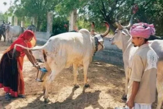 ताजा: UP अब गोमूत्र से भी होगी कमाई 10 रुपए लीटर खरीदा जा...