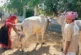 ताजा: UP अब गोमूत्र से भी होगी कमाई 10 रुपए लीटर खरीदा जा...