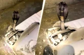बड़ी खबर: टॉयलेट सीट के नीचे छिपा 6 फीट लंबा कोबरा फुंकार...