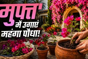 बड़ी खबर: डंठल से फ्री में उगाएं 500 वाला बोगनवेलिया अपना...