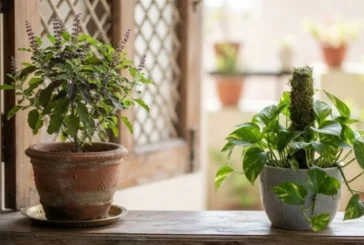 बड़ी खबर: तुलसी के पास मनी प्लांट रखना अशुभ या शुभ जानें ...