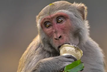 बड़ी खबर: बंदरों से बचाने के लिए लंगूर इंटरनेशनल टूर्नामे...
