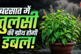 बड़ी खबर: बरसात में तुलसी होगी आम के पेड़ जैसी घनी बस फॉल...