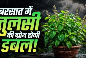 बड़ी खबर: बरसात में तुलसी होगी आम के पेड़ जैसी घनी बस फॉल...