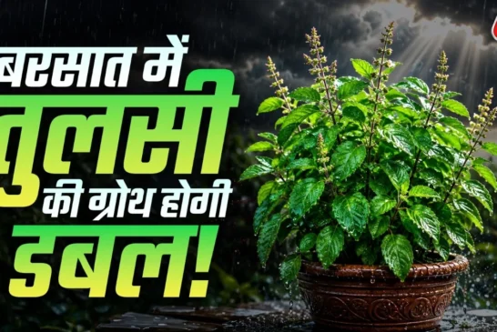 बड़ी खबर: बरसात में तुलसी होगी आम के पेड़ जैसी घनी बस फॉल...