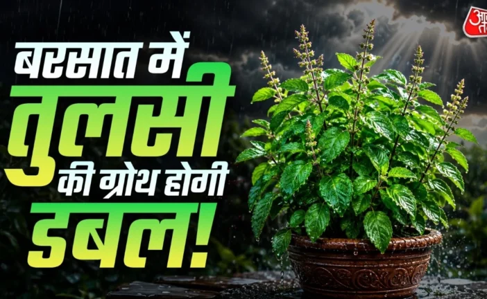 बड़ी खबर: बरसात में तुलसी होगी आम के पेड़ जैसी घनी बस फॉल...