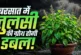 बड़ी खबर: बरसात में तुलसी होगी आम के पेड़ जैसी घनी बस फॉल...