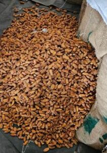 DRI's Major action राजस्व खुफिया निदेशालय की बड़ी कार्रवाई