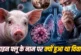 अहम: Swine flu सूअर से क्यों जुड़ा संक्रमित इंसान से फैलन...