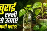 अहम: किसी के गमले से लाए मनी प्लांट ऐसे लगाएं होगा हराभरा