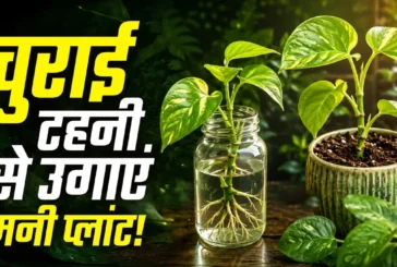 अहम: किसी के गमले से लाए मनी प्लांट ऐसे लगाएं होगा हराभरा