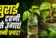 अहम: किसी के गमले से लाए मनी प्लांट ऐसे लगाएं होगा हराभरा
