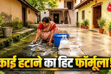 अहम: छत और आंगन में जम गई जिद्दी काई 5 रुपये का ये सफेद प...