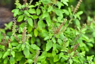 अहम: जन्माष्टमी पर करें तुलसी से जुड़ें उपाय मां लक्ष्मी ...