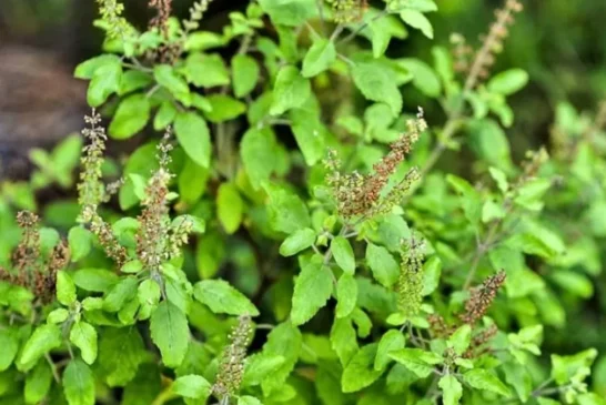 अहम: जन्माष्टमी पर करें तुलसी से जुड़ें उपाय मां लक्ष्मी ...