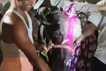 ताजा: भैंस के जन्मदिन पर गांव में जश्न ऐसे मनाया बर्थडे