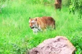 बड़ी खबर: जब ज्यादातर बाघिनें 1618 साल में बूढ़ी हो जाती ...