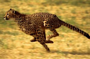 Death of a Cheetah  कुनो में चीते की मौत पर केंद्र सख्त